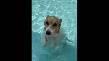 Corgi Discovers New Way of Swimming