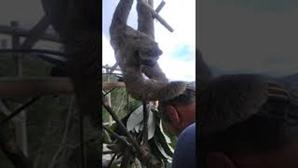 Rescued Sloth Shows Love to Rescuer