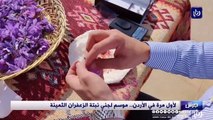 لأول مرة في الأردن.. موسم لجني نبتة الزعفران الثمينة