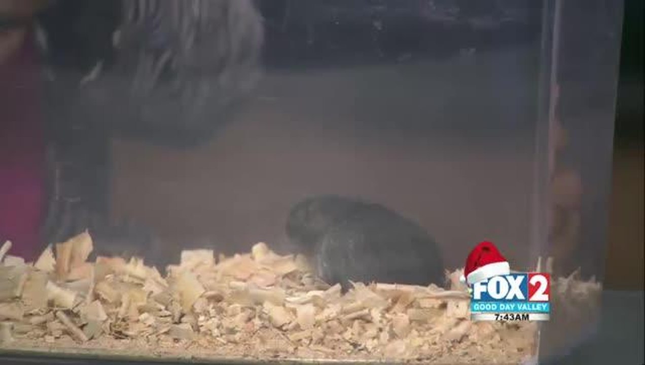 Gladys Porter Zoo open New Year\'s Day