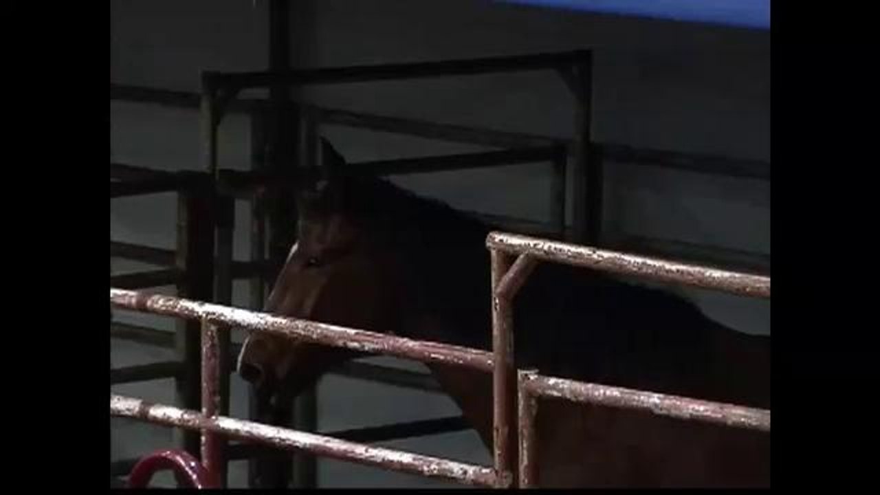 Rodeo y expo sandhills