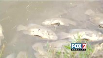 Hundreds of Dead Fish Discovered in Brownsville Pond