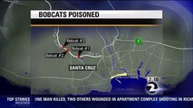 Bob Cats Poisoned Near UC Santa Cruz