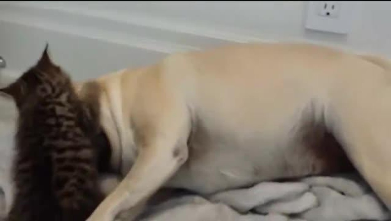 What\'s Trending today? Pugs, McDonald\'s & an...