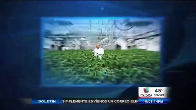 Nuevas regulaciones en comestibles de marihuana