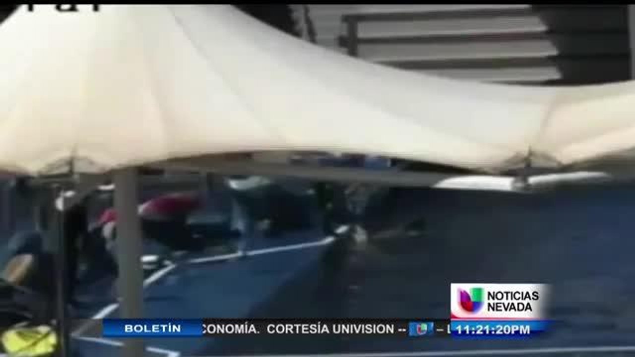 ¿ENTRENADOR ABUSÓ DELFINES?