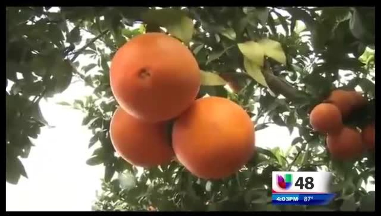 Se Aproximan Fecha Límite Para Programas De Ley Agrícola