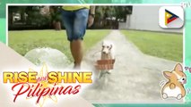 SPECIAL FEATURE: Ating kilalanin si Allen Villanueva, ang Pinoy mobility dog aid trainer sa Singapore
