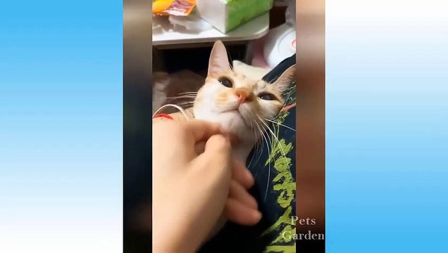 Funny And Cute Cat'S Life Cats And Owners Are The Best Friends Videos