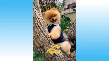 Top Funny Cat Videos Of The Weekly - Try Not To Laugh