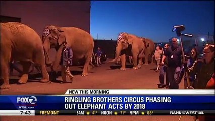 Elephant Acts To Be Eliminated By 2018