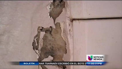 ¿Encontraste moho en una propiedad en alquiler? Aquí te explicamos qué hacer 🏠