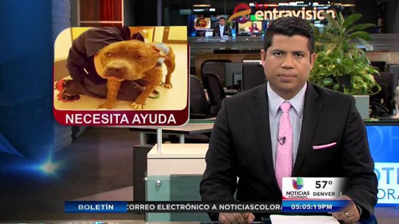 Pitbull continúa recuperandose
