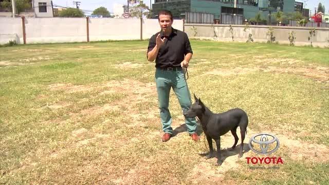 Te presentamos a las mascotas de los Xolos
