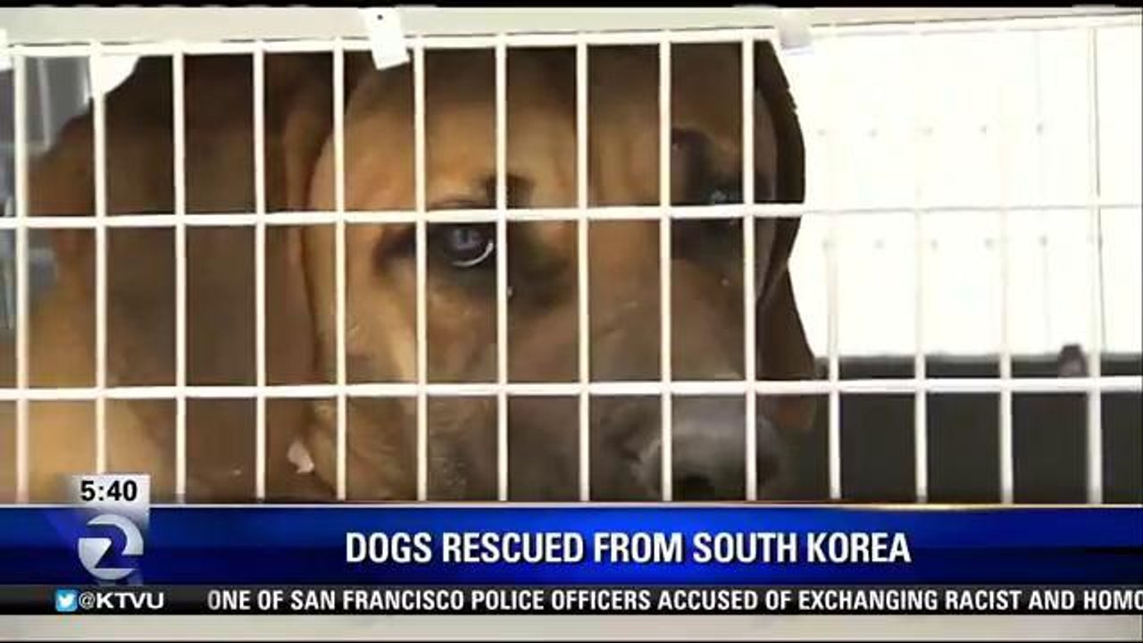 S Korean Dog Meat Farm Rescue Animals Up For Adoption in Bay Area