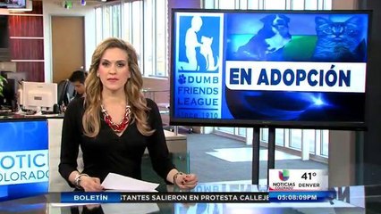 Adopciones del Dumb Friends League 3/25/2015
