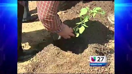 Siembran frutas y vegetales