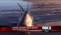 Photos Surface of Large Shark Caught on South Padre Island Beach