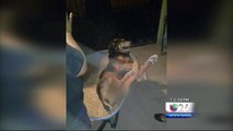Abuso animal en contra de un perro causa indignación en Juárez