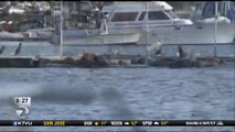 Sea Lion Snatches San Diego Man