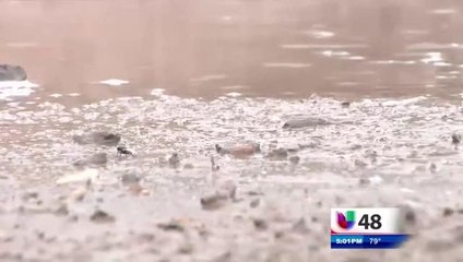 Lluvias Atraen A Mayor Cantidad De Mosquitos