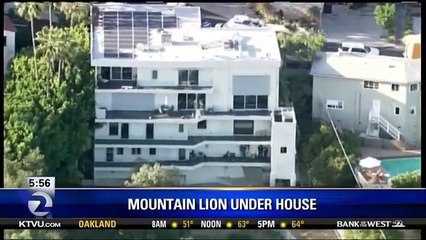 Mountain Lion Found Hiding Under Los Angeles House