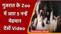 Gujarat:Sakkarbaug Zoological Park में शेरनी ने पांच शावकों को दिया जन्म |#Shorts | वनइंडिया हिंदी