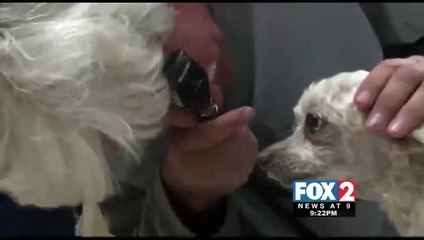 Do you and your Four-Legged Friend Share Allergies?