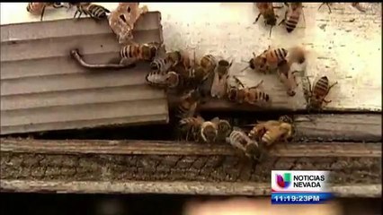 Ataques De Enjambres De Abejas