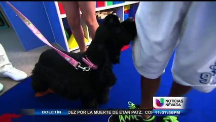 Semana Nacional de Identificación de Mascotas