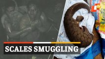 Pangolin Poaching In Odisha: Scale Smuggling Racket Busted, 2 Arrested