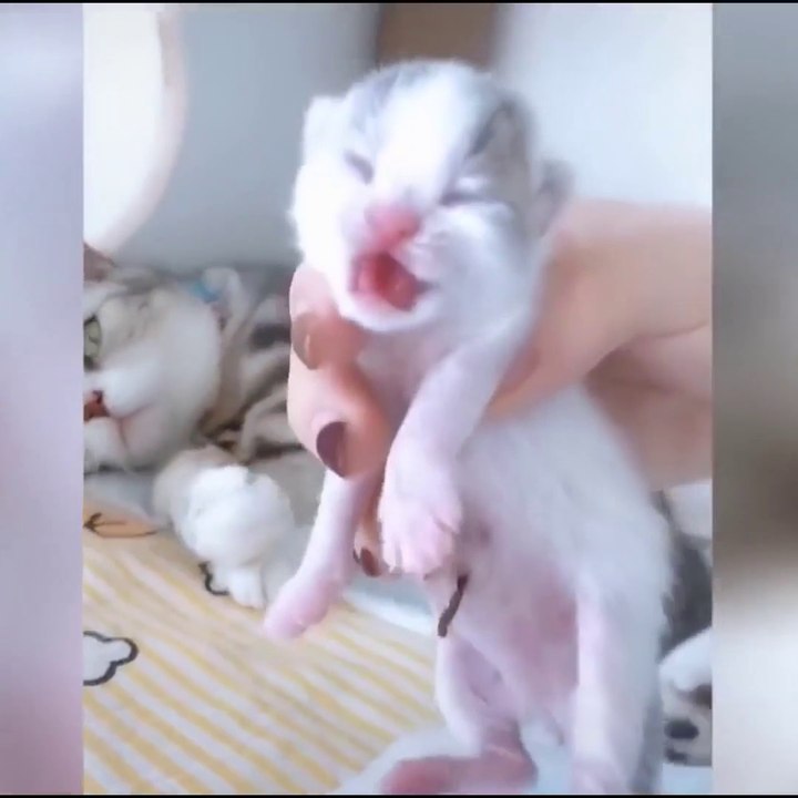 OMG So Cute Cats ♥ Best Funny Cat Videos 2021 ♥ cute and funny cat complement video #102
