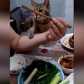 OMG So Cute Cats ♥ Best Funny Cat Videos 2021 ♥ cute and funny cat complement video #100