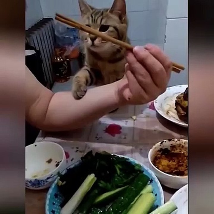 OMG So Cute Cats ♥ Best Funny Cat Videos 2021 ♥ cute and funny cat complement video #100