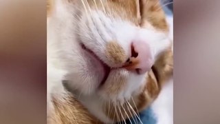 OMG So Cute Cats ♥ Best Funny Cat Videos 2021 ♥ cute and funny cat complement video #99