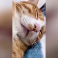OMG So Cute Cats ♥ Best Funny Cat Videos 2021 ♥ cute and funny cat complement video #99