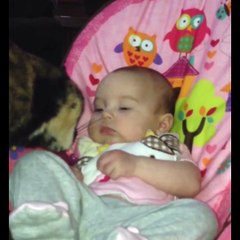 OMG So Cute Cats ♥ Best Funny Cat Videos 2021 ♥ cute and funny cat complement video #94