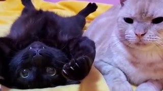 OMG So Cute Cats ♥ Best Funny Cat Videos 2021 ♥ cute and funny cat complement video #93