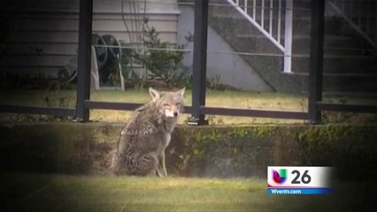 Serie Especial: Vecinos Salvájes