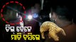 Pangolin Scales Smuggling Gang Busted In Khordha, 2 Arrested