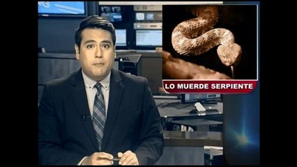 Niño atacado por víbora