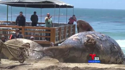 Remueven ballena varada en costa de Baja California