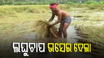 Farmers Salvaging Paddy Crops After Unseasonal Rain Menace
