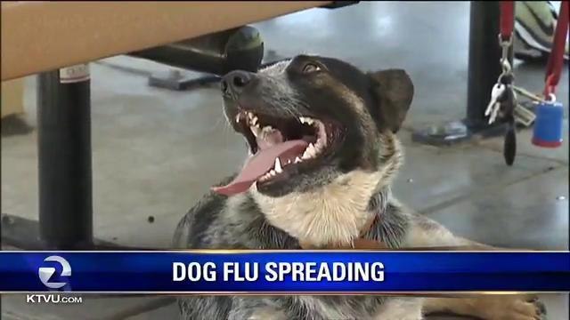 Asian Dog Flu Spreading To California