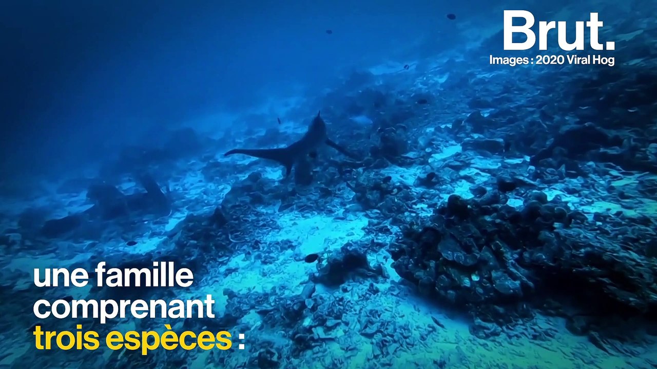 Le requin-renard et sa redoutable queue