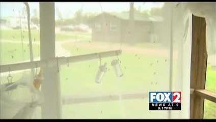 Texas Officials Breeding Cannibal Mosquitoes