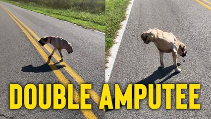'Double Amputee dog enjoys bathing in sunlight during her early morning walk '