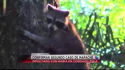 Alerta de rabia en el condado Polk