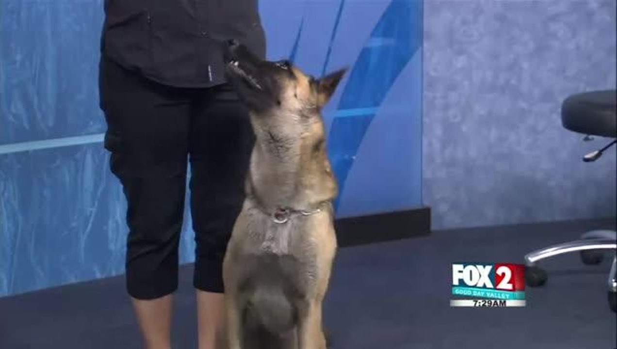 rgv k9