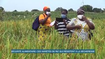 Sécurité alimentaire : ces nouvelles variétés de riz qui résistent à la sécheresse (Eco Plus)